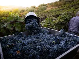 Raccolta dell'uva durante la vendemmia: cassone pieno di grappoli e operai nel vigneto