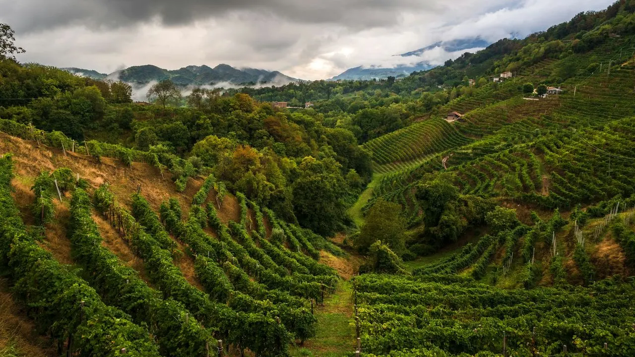 Vigneti terrazzati sulle colline del Trevigiano sotto un cielo nuvoloso