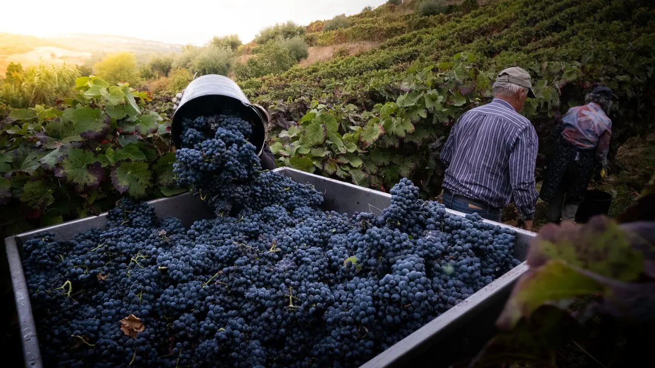 Raccolta dell'uva durante la vendemmia: cassone pieno di grappoli e operai nel vigneto